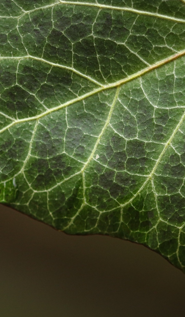 Большой зеленый лист плюща крупным планом