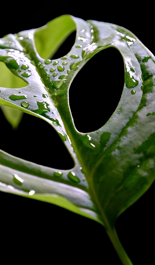 Большой мокрый зеленый лист на черном фоне