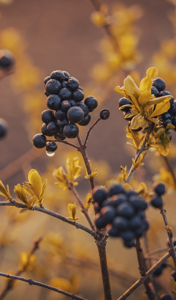 Черные ягоды на кусте