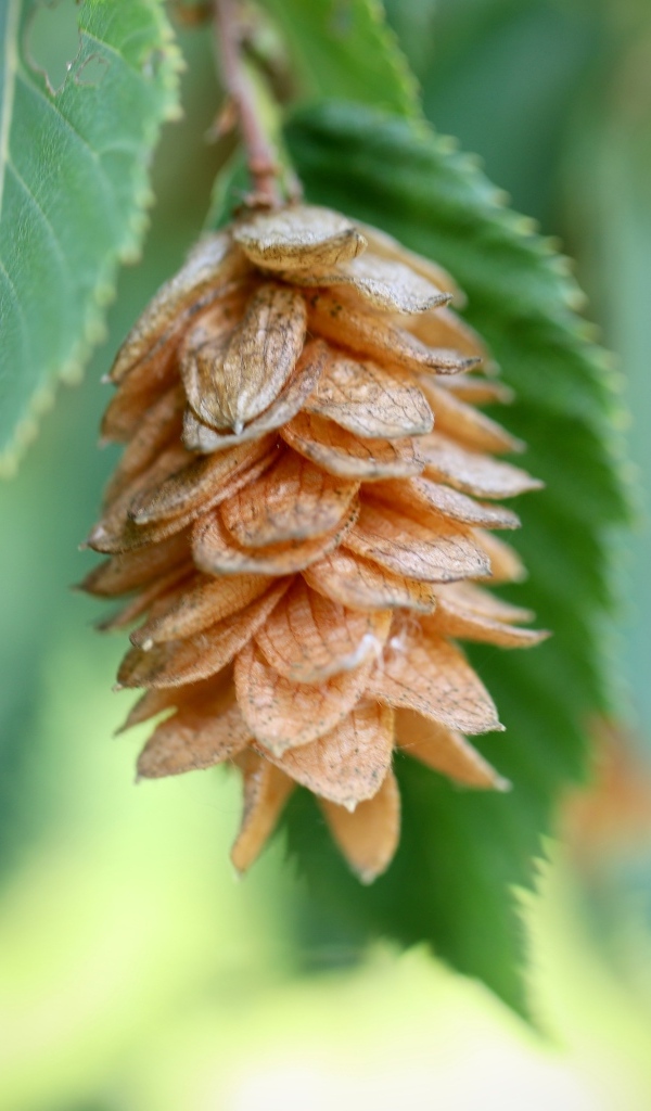 Шишка на ветке крупным планом