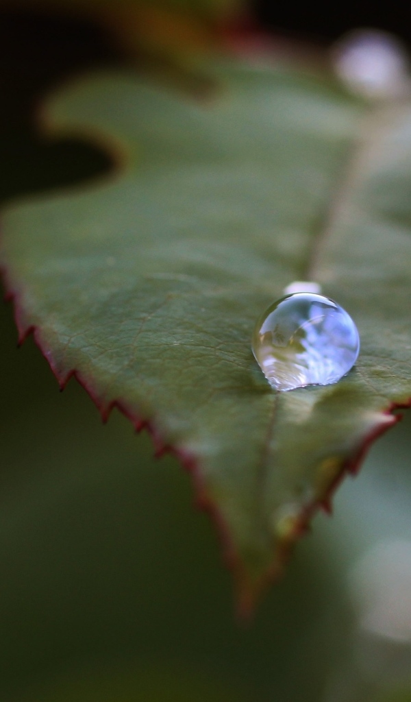 Капля росы на зеленом листе розы