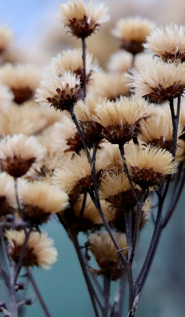 Сухоцвет крупным планом на поле