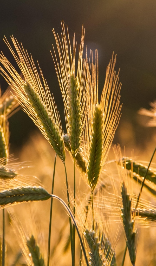 Колосья пшеницы в лучах солнца на поле