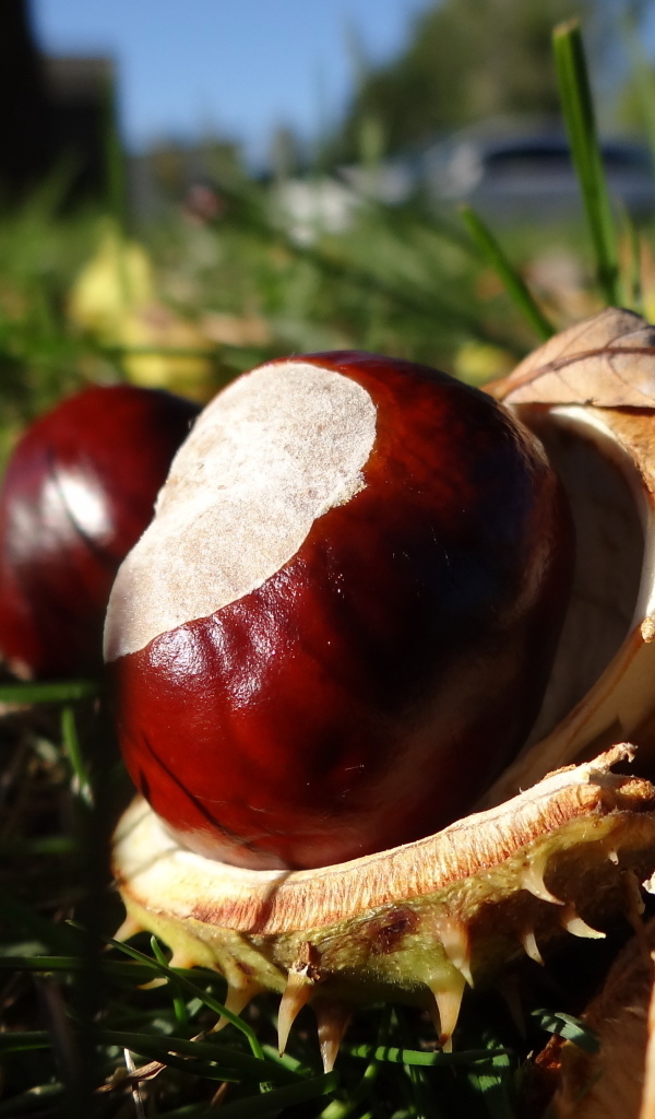 Опавшие каштаны лежат на траве