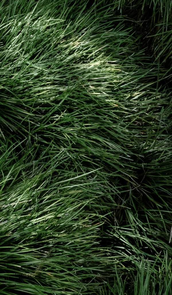 Пушистая зеленая трава крупным планом