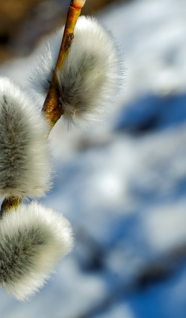 Пушистая веточка вербы крупным планом