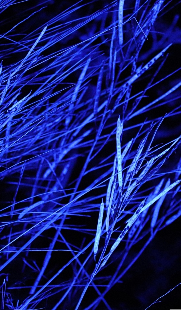 Трава в синем свете ночью 