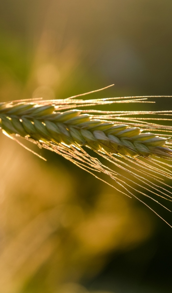 Зеленый колос пшеницы в лучах солнца