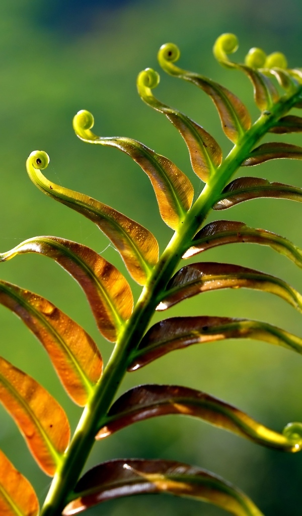 Зеленый лист папоротника крупным планом