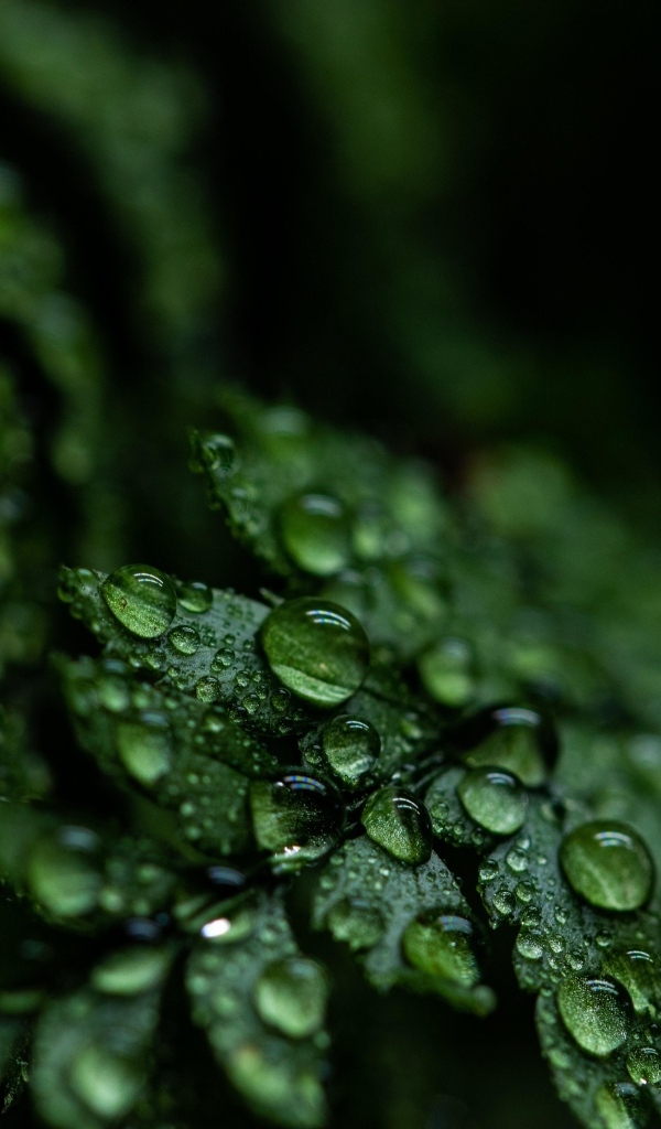 Зеленые листья папоротника в каплях росы крупным планом