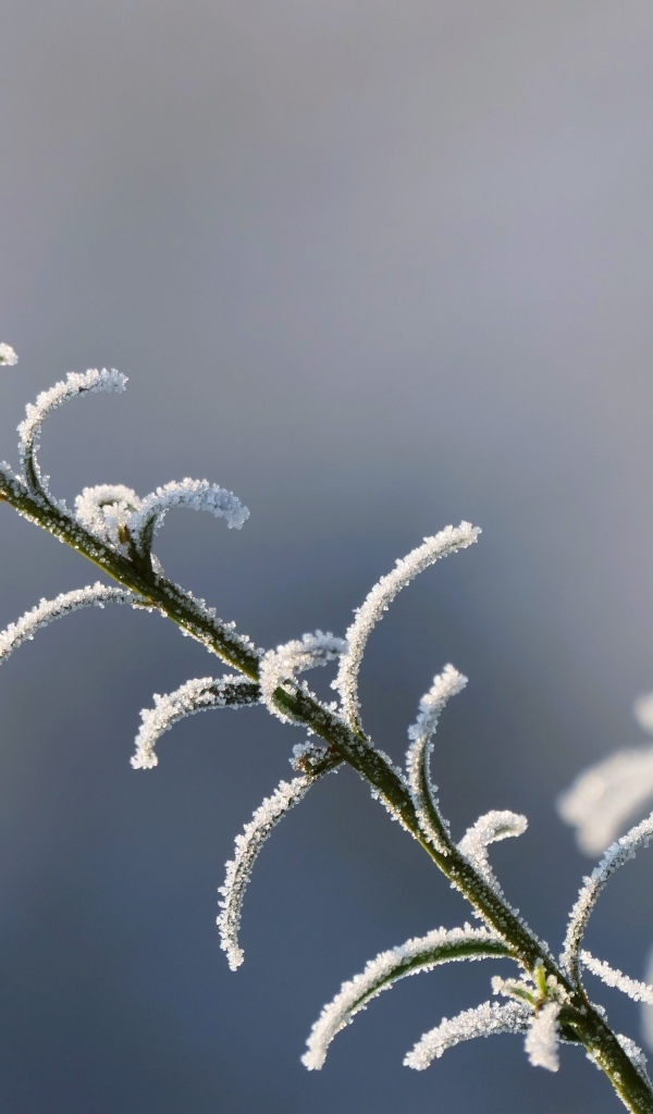 Зеленая трава покрыта инеем крупным планом
