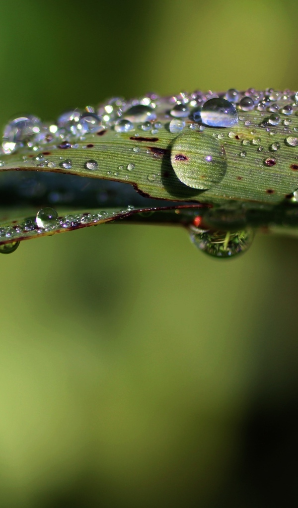 Зеленая трава в каплях дождя
