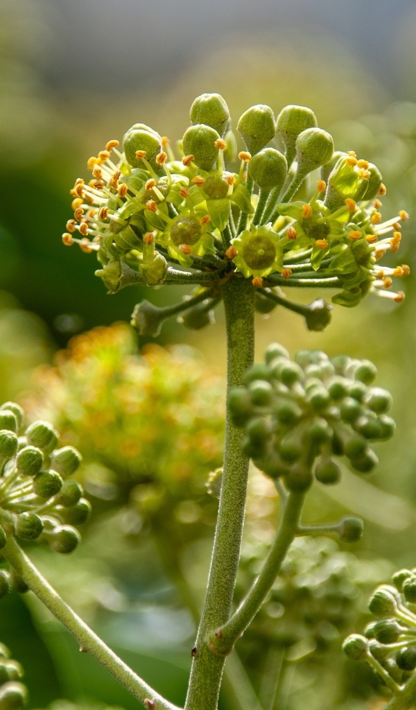 Зеленое растение борщевик