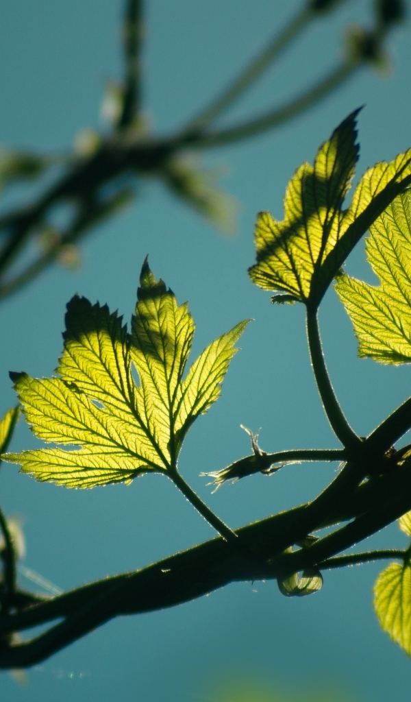Зеленые листья хмеля в лучах солнца