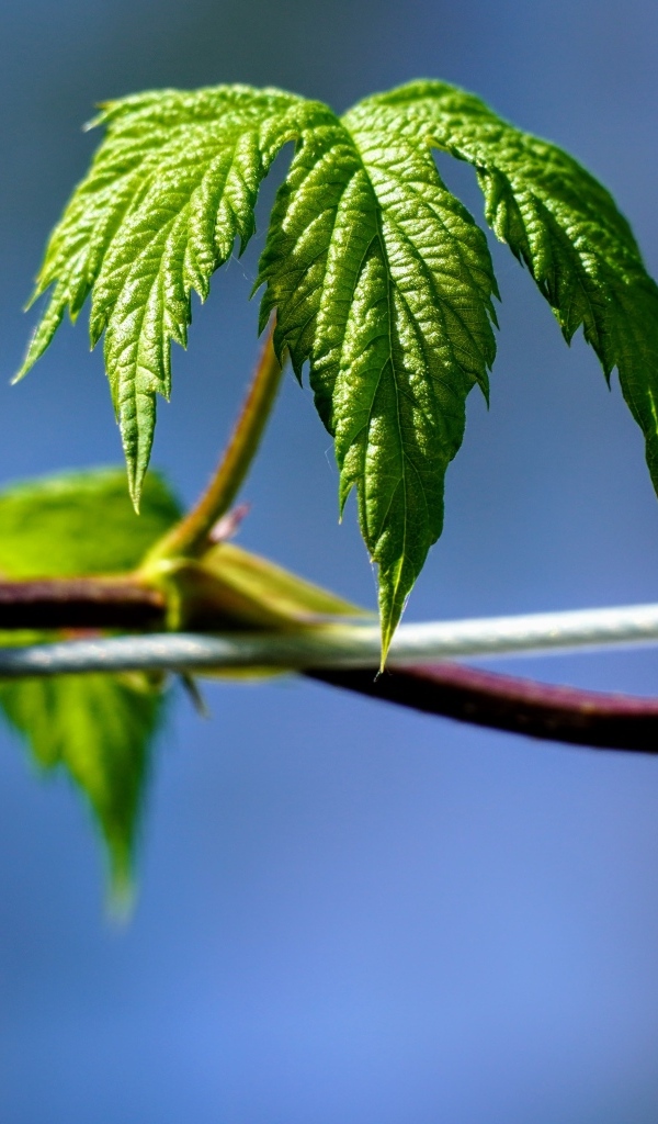 Зеленые листья хмеля на лозе