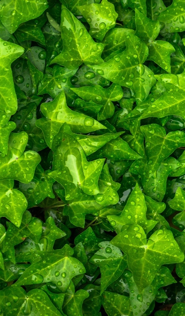 Зеленые листья плюща в каплях воды