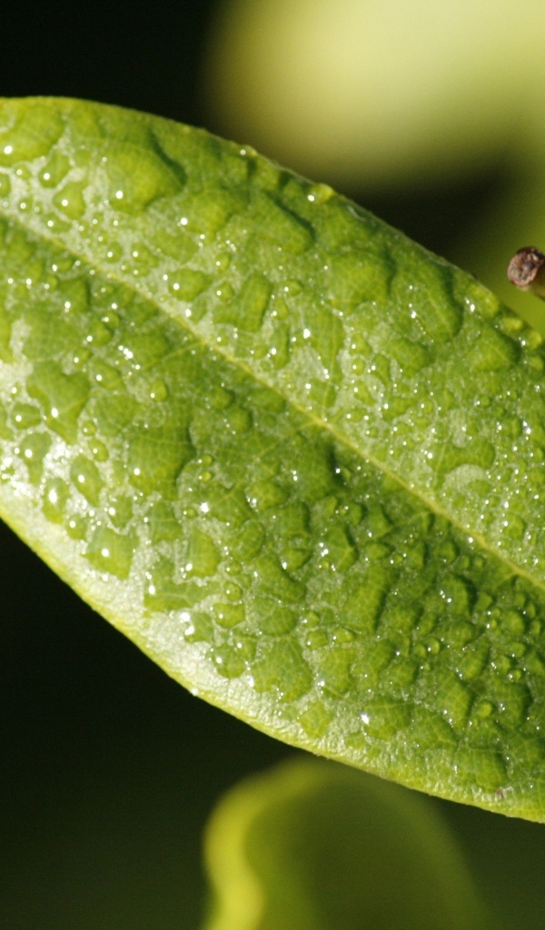 Зеленый лист растения в каплях воды крупным планом