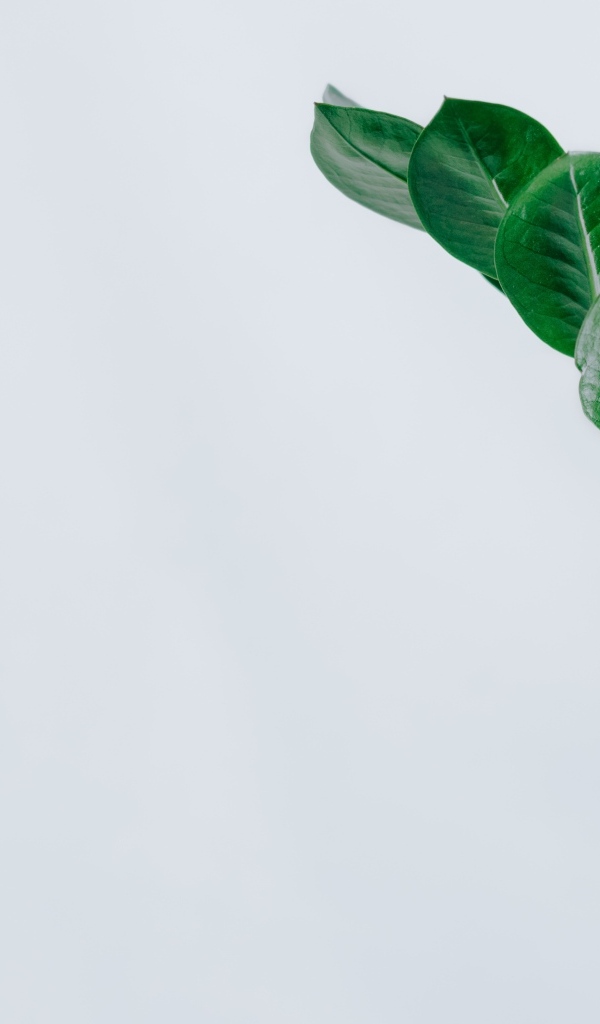 Зеленый лист цветка на сером фоне