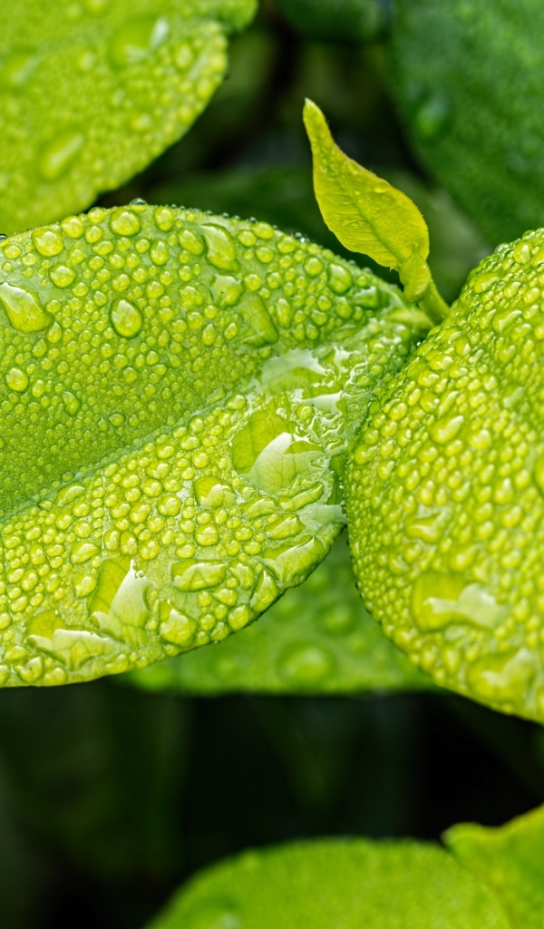 Зеленые листья в каплях дождя