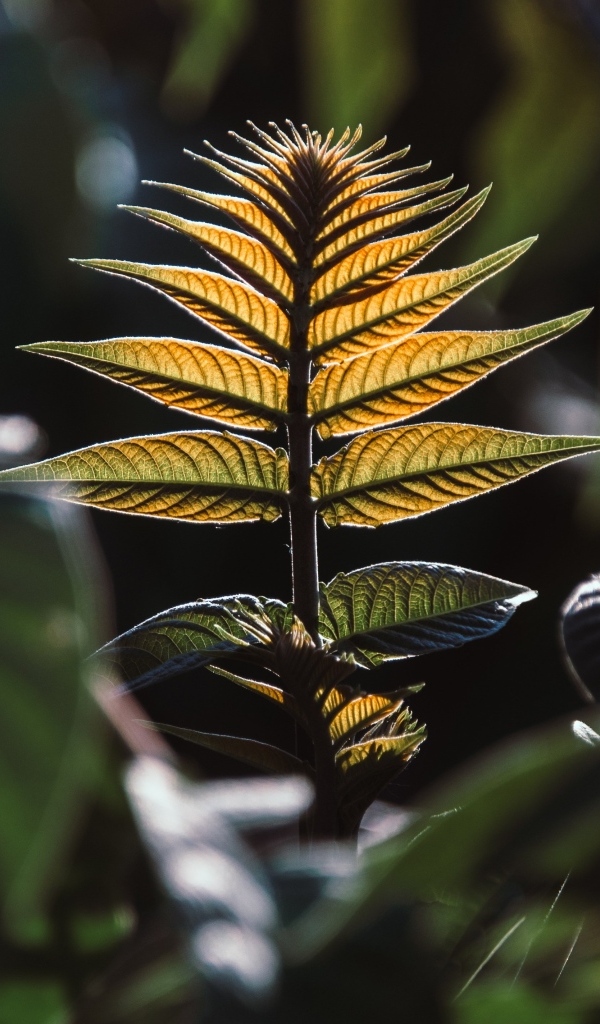 Зеленые листья в лучах солнца 