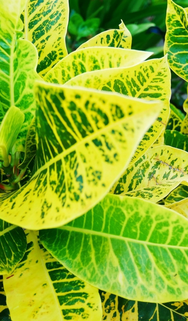 Зеленые листья комнатного растения Кротон
