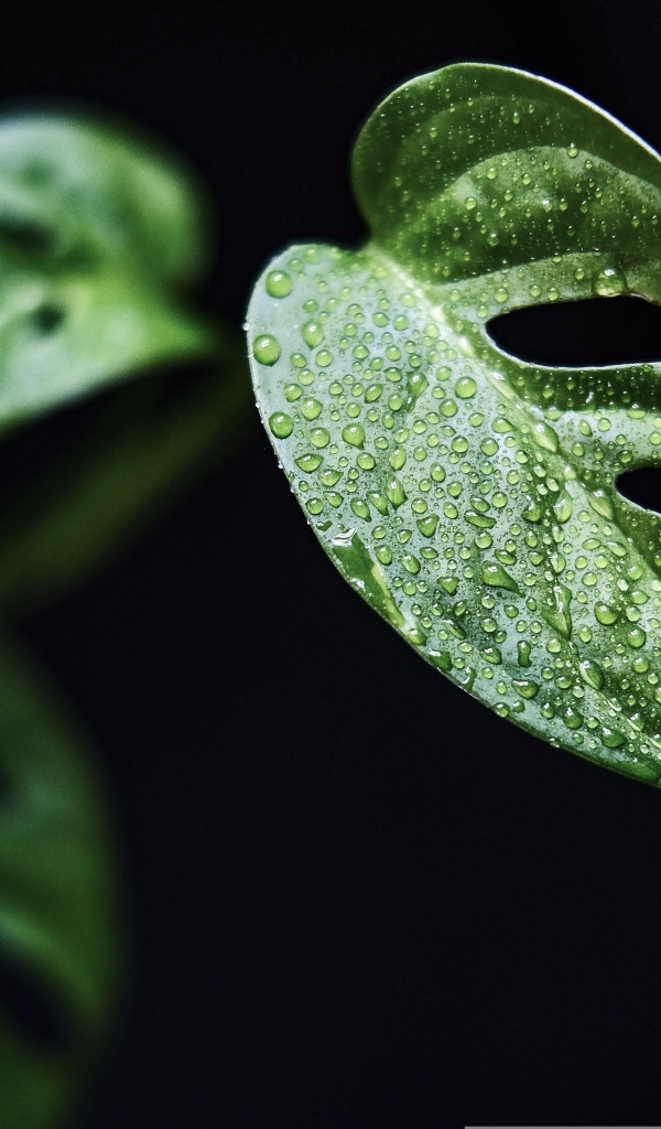 Зеленые листья цветка монстера на черном фоне