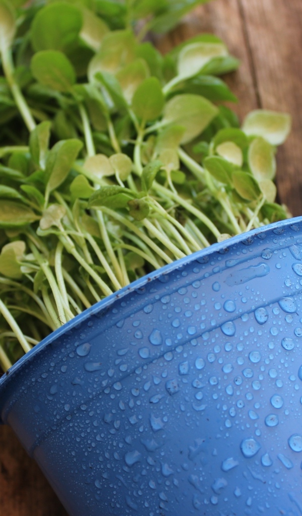 Зеленое растение в голубом горшке