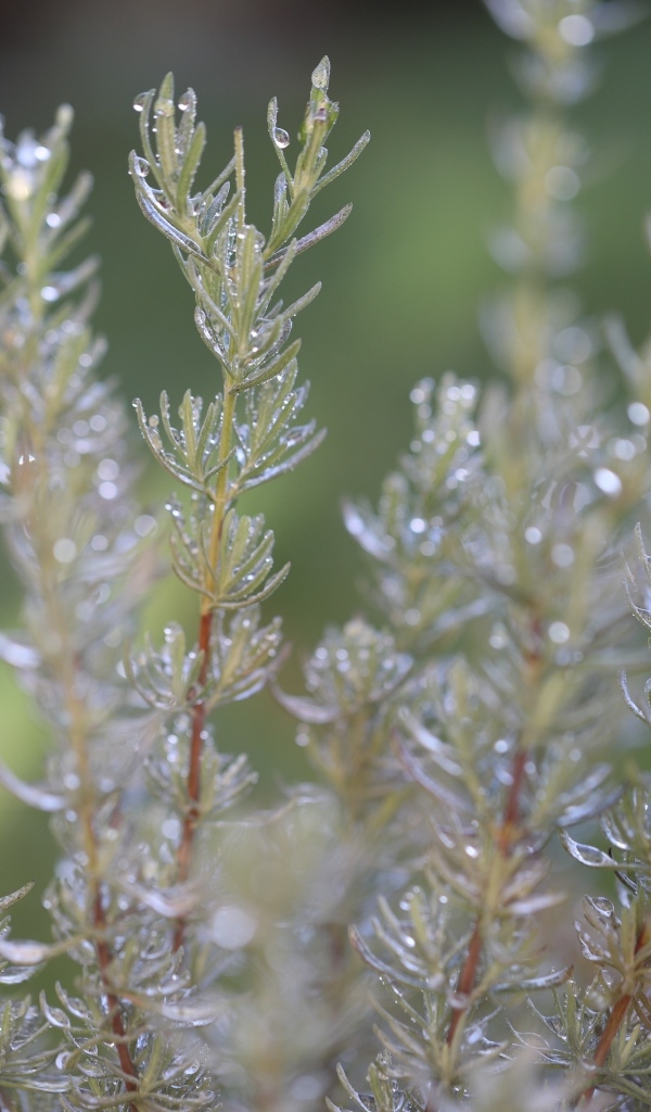 Зеленые листья розмарина в каплях росы