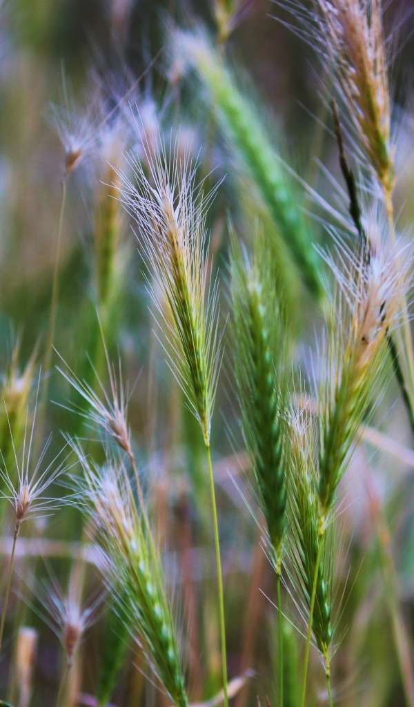 Зеленые колоски крупным планом