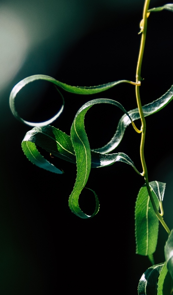 Зеленые листья вербы на тонких ветках