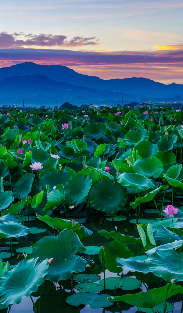 Озеро с цветами лотос  в горах