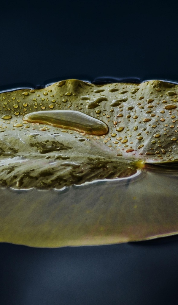 Большой зеленый лист водяной лилии в пруду