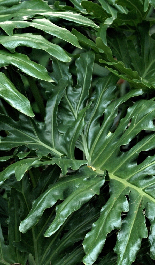 Большие зеленые листья растения филодендрон