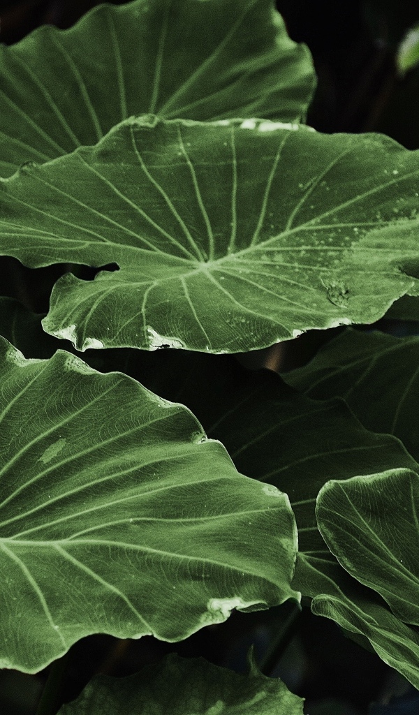 Большие зеленые листья растения крупным планом