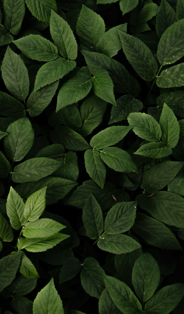 Много зеленых листьев крупным планом