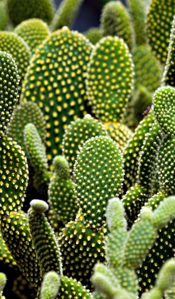 Много колючих тропических кактусов