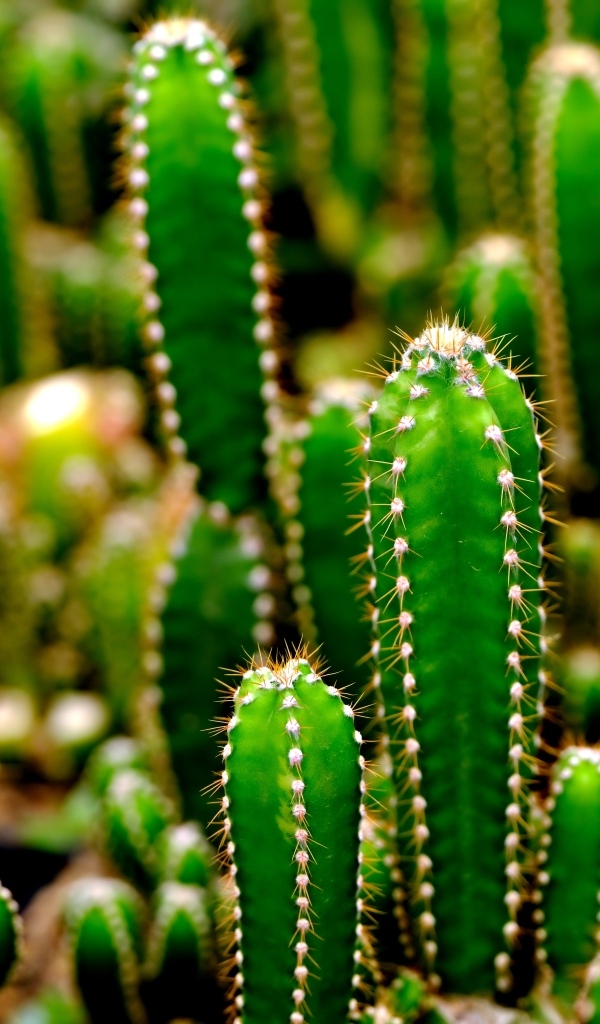 Много колючих зеленых кактусов