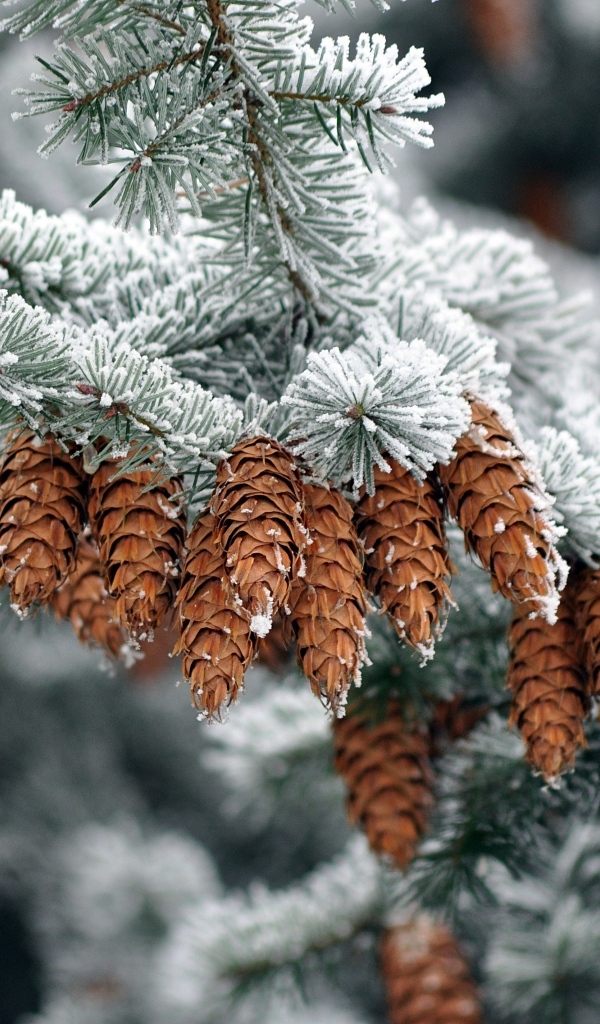 Много шишек на еловой ветке зимой