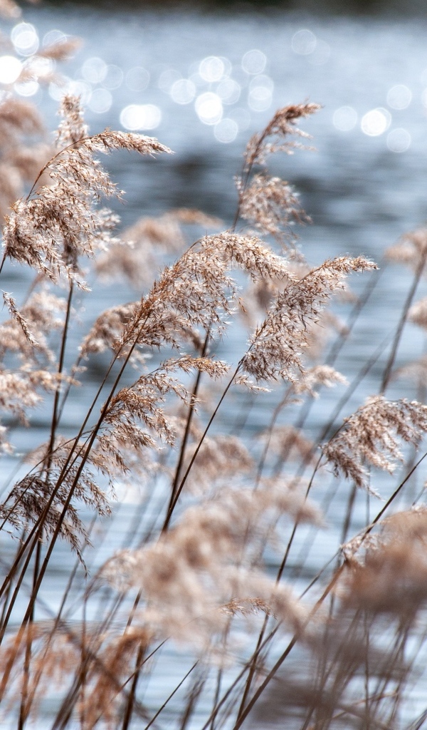 Пампасная трава растет у воды