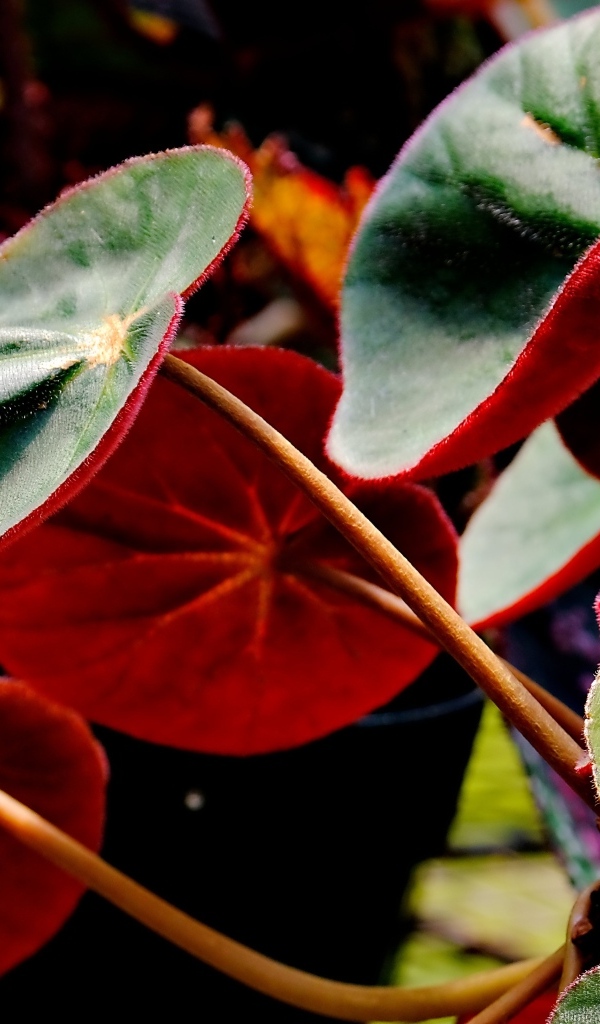 Красные листья бегонии крупным планом