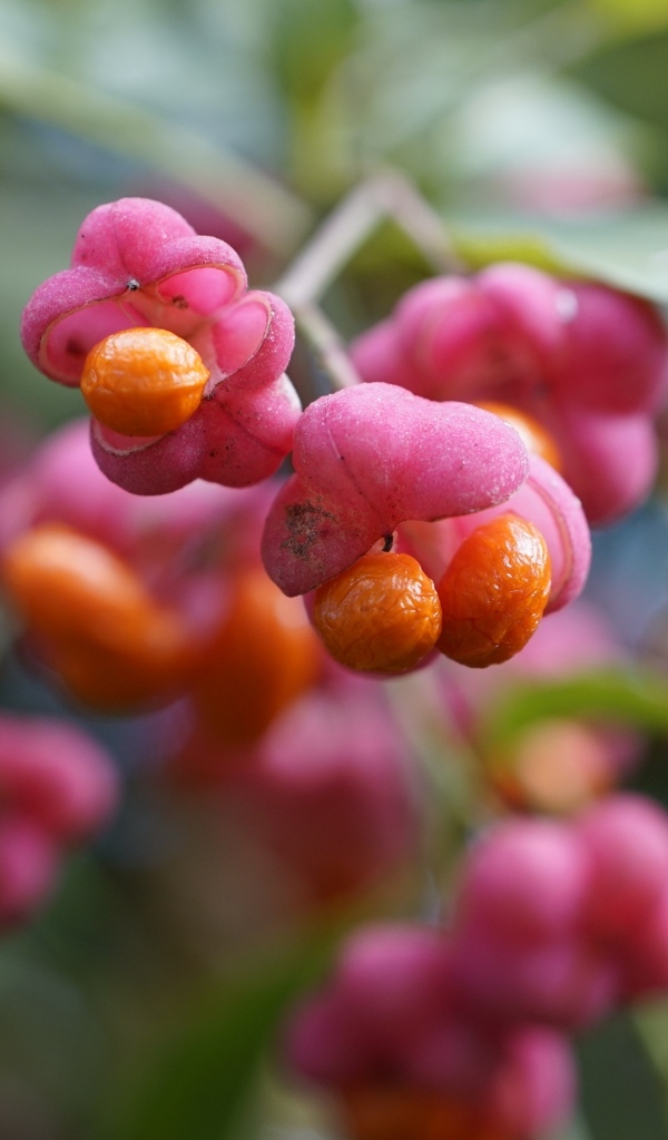 Красные ягоды на кустарнике бересклет