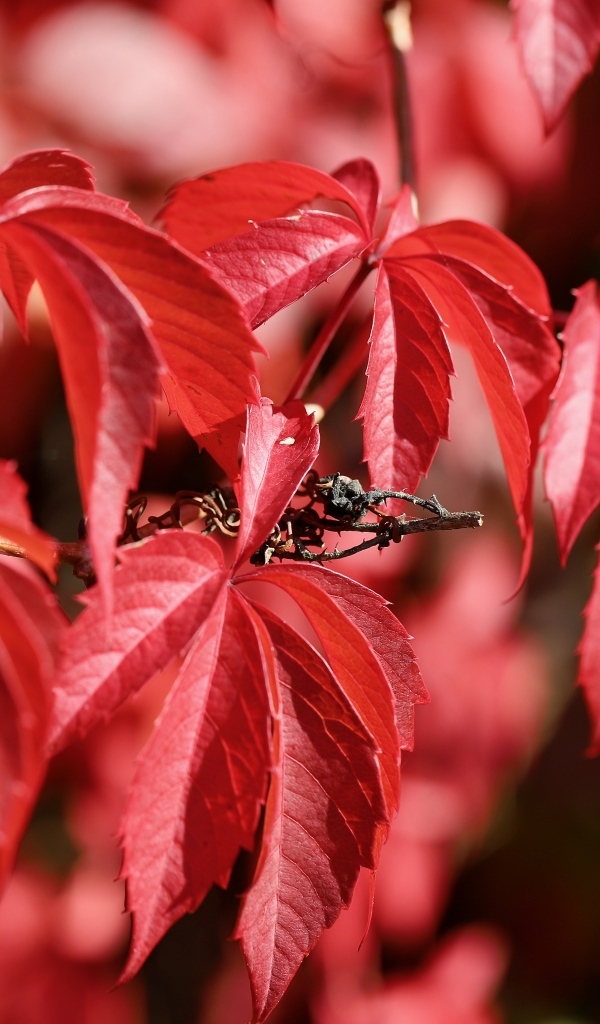 Красные листья декоративного винограда крупным планом