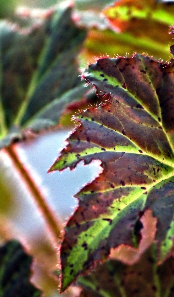 Красные листья комнатного цветка бегонии