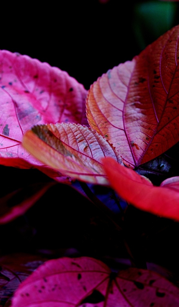 Красные листья комнатного цветка молочай