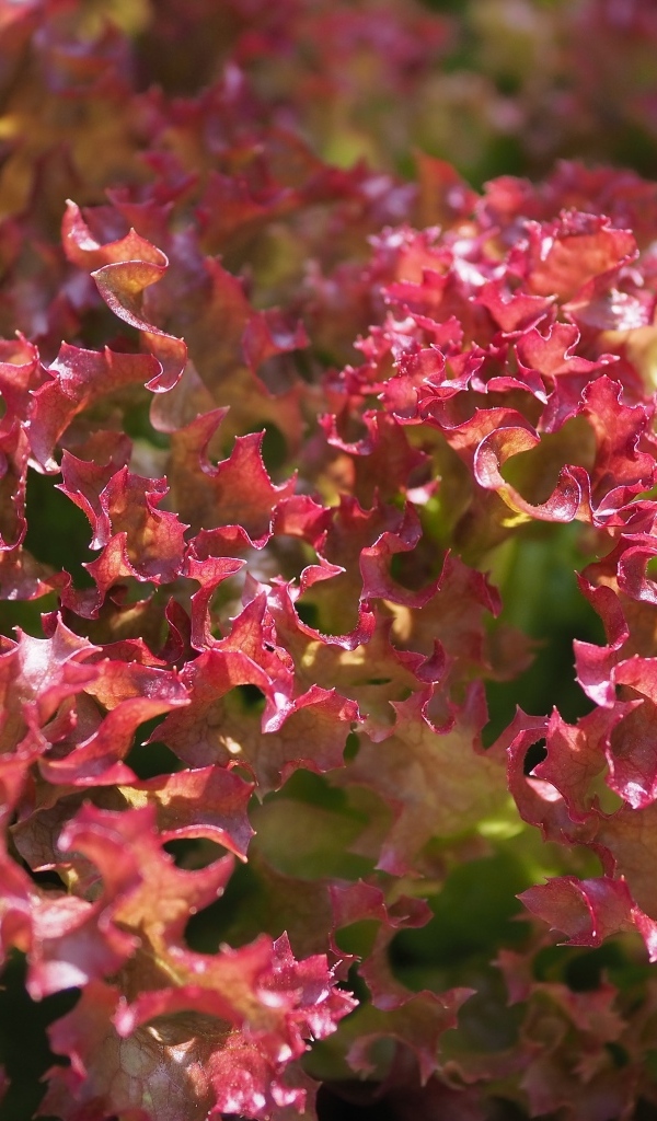 Красные листья салата латук