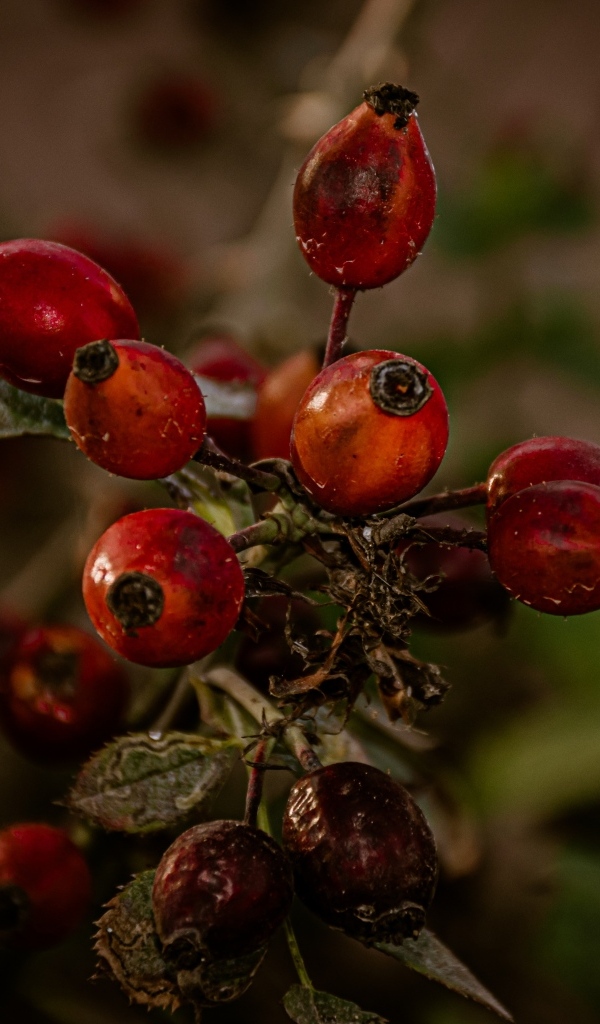 Красные ягоды шиповника на ветке