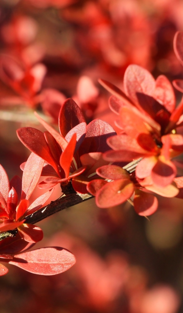 Мелкие красные листья на ветке крупным планом