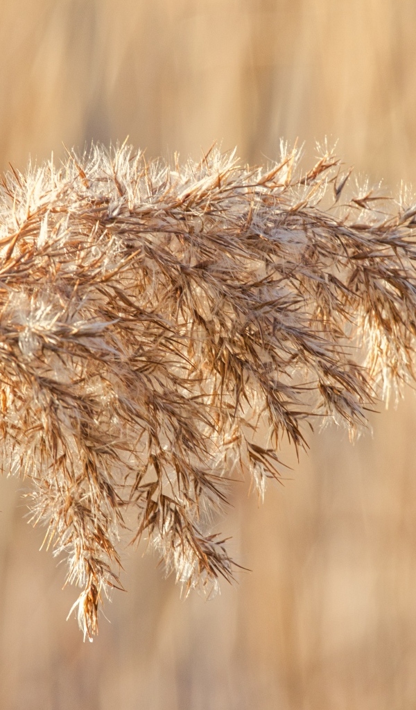 Колос растения в лучах солнца