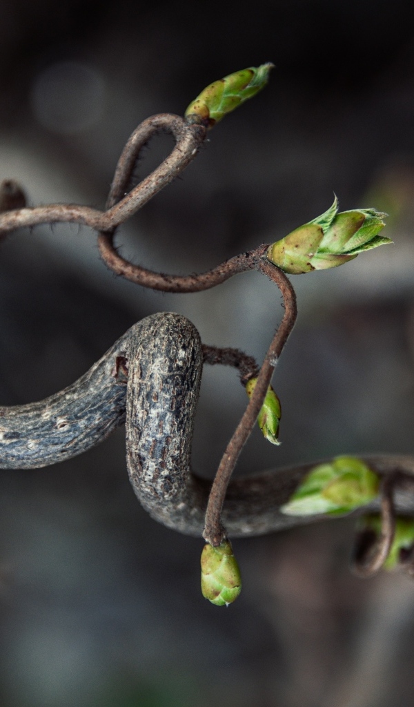 Спиральная ветка дерева с зелеными ростками