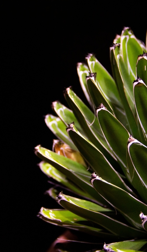 Сочный зеленый кактус на черном фоне